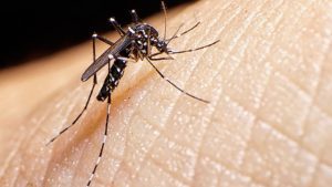 Aedes aegypti - mosquito transmissor de dengue